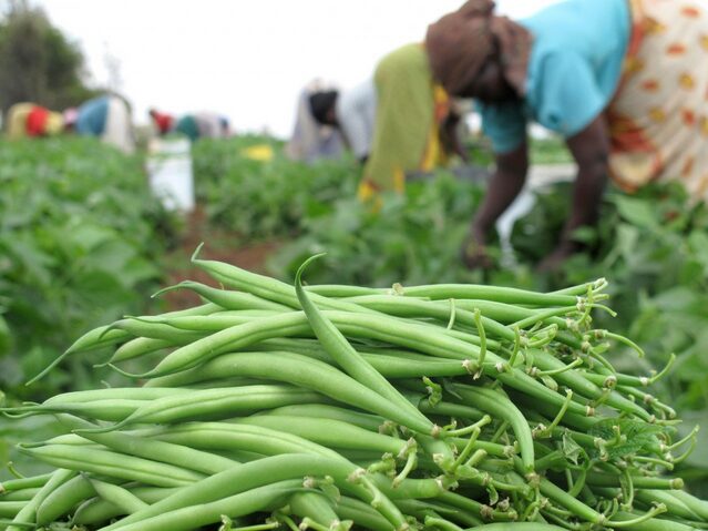 Beans in Kenya